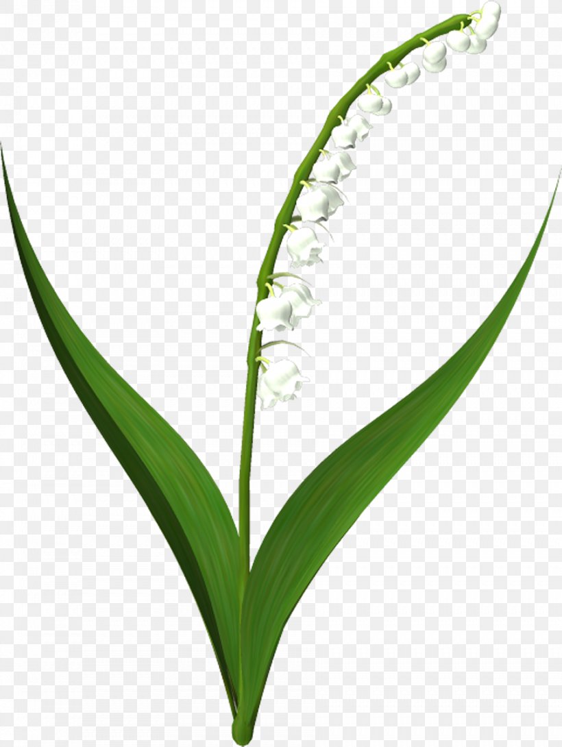 Flower Lily Of The Valley Borders And Frames Clip Art, PNG, 902x1200px, Flower, Borders And Frames, Botany, Cut Flowers, Drawing Download Free