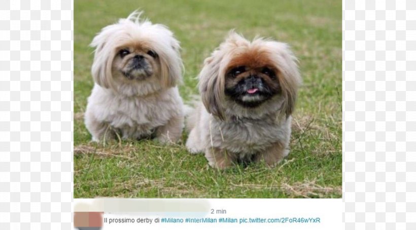 Pekingese Chinese Crested Dog Chinese Imperial Dog Puppy China, PNG, 1146x637px, Pekingese, Ancient Dog Breeds, Breed, Breed Group Dog, Carnivoran Download Free