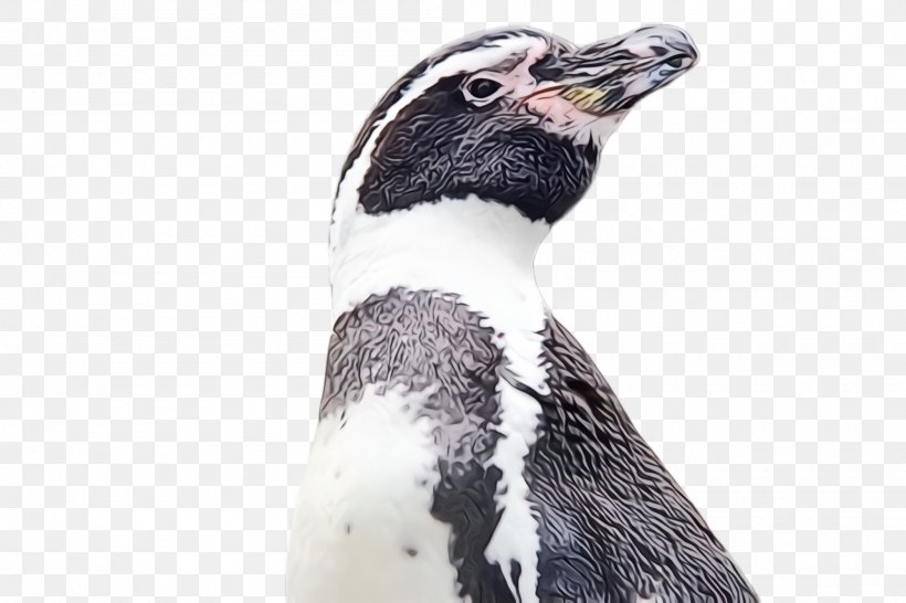Penguin, PNG, 2000x1332px, Watercolor, Beak, Bird, Emperor Penguin, Flightless Bird Download Free