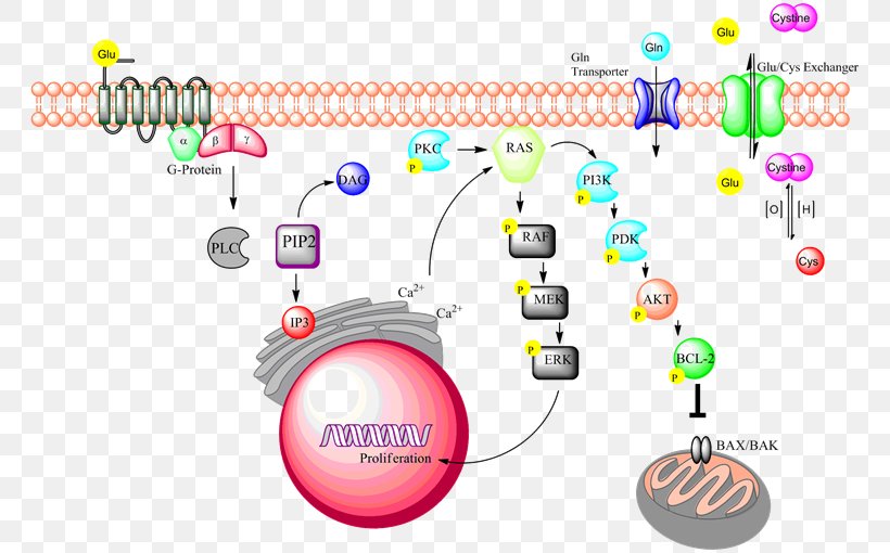 Signal Transduction Linguistics Cell Whole Language, PNG, 768x510px, Signal Transduction, Area, Brand, Cell, Cell Signaling Download Free