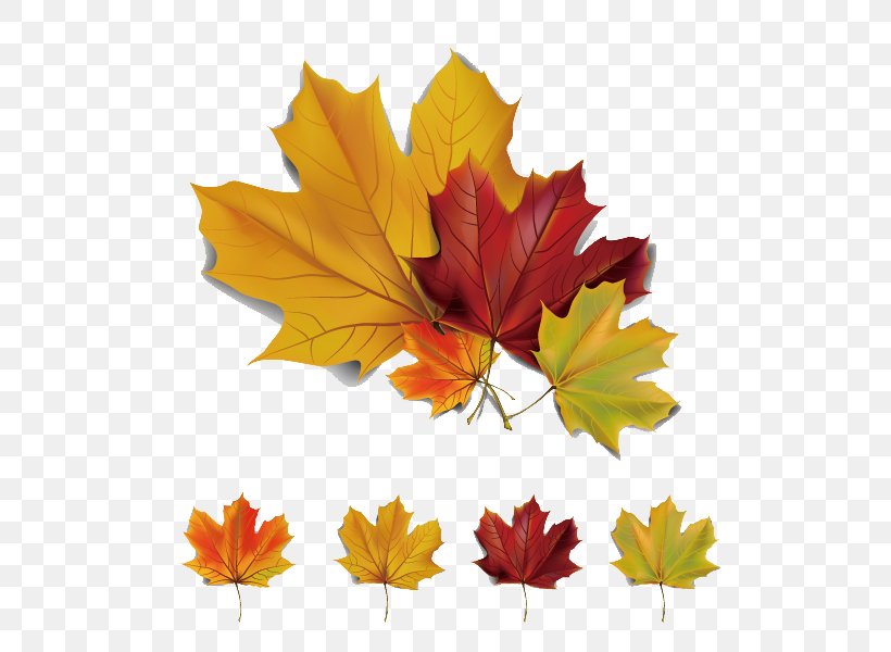 Autumn Leaves Maple Leaf Euclidean Vector, PNG, 600x600px, Autumn Leaves, Autumn, Autumn Leaf Color, Drawing, Flowering Plant Download Free