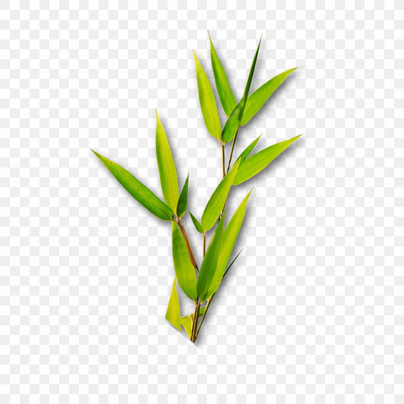 Bamboo Leaf Bamboe, PNG, 1000x1000px, Bamboo, Bamboe, Commodity, Data, Grass Download Free