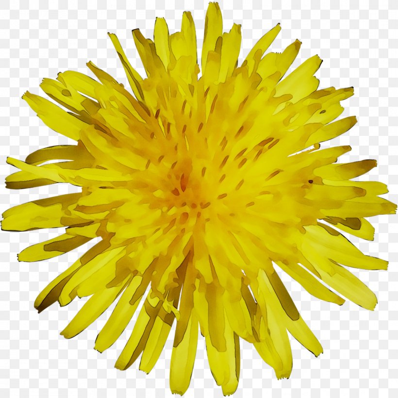 Dandelion Yellow Chrysanthemum Cut Flowers, PNG, 1218x1218px, Dandelion, Chrysanthemum, Cut Flowers, Daisy Family, English Marigold Download Free