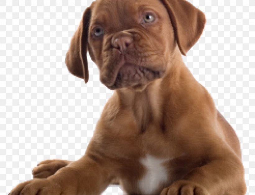 Dogue De Bordeaux Bulldog Great Dane Boxer Puppy, PNG, 1000x766px, Dogue De Bordeaux, American Eskimo Dog, Boxer, Bulldog, Bullmastiff Download Free