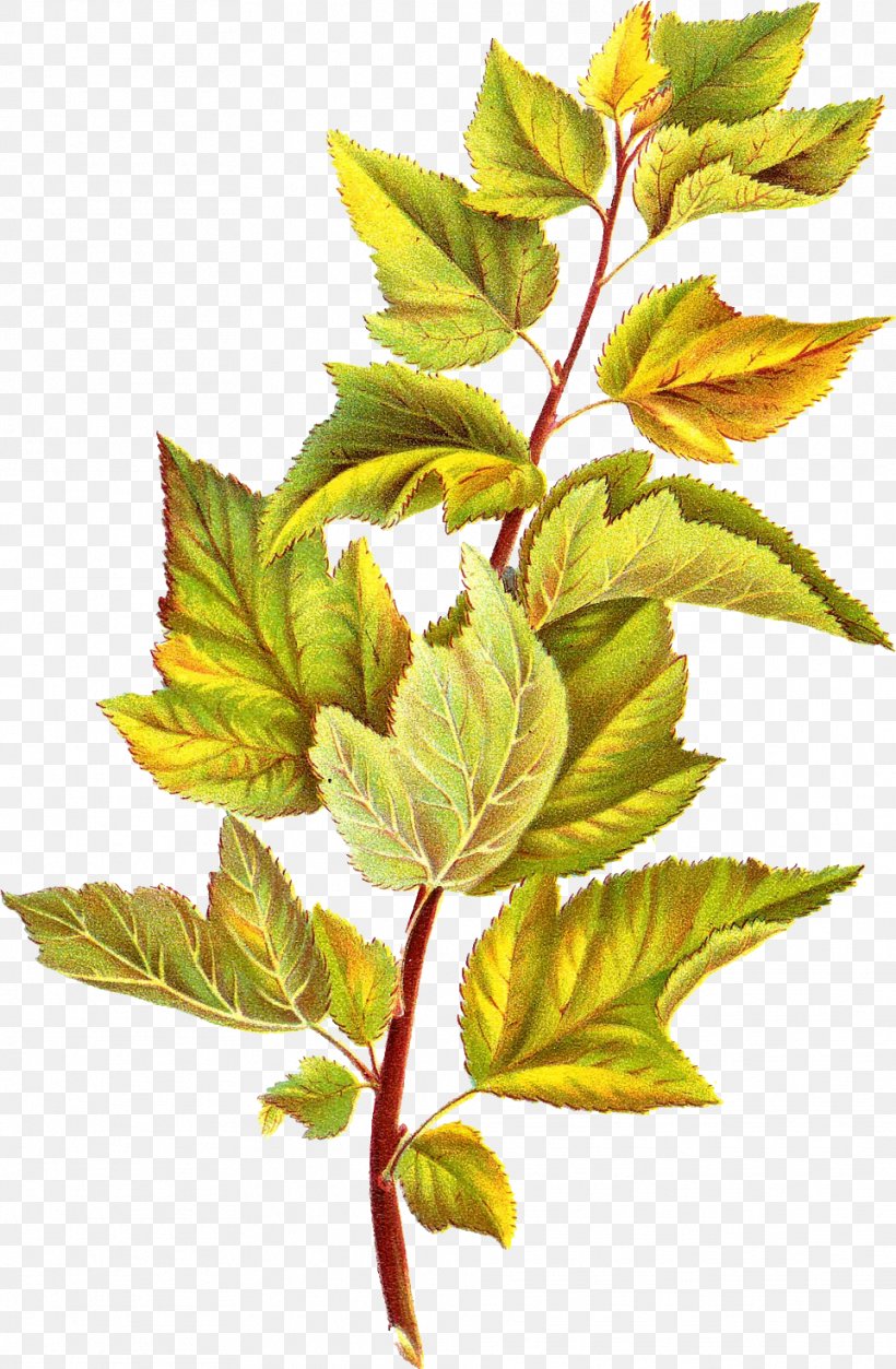 Leaf Branch Clip Art, PNG, 962x1471px, Leaf, Botany, Branch, Color, Deciduous Download Free