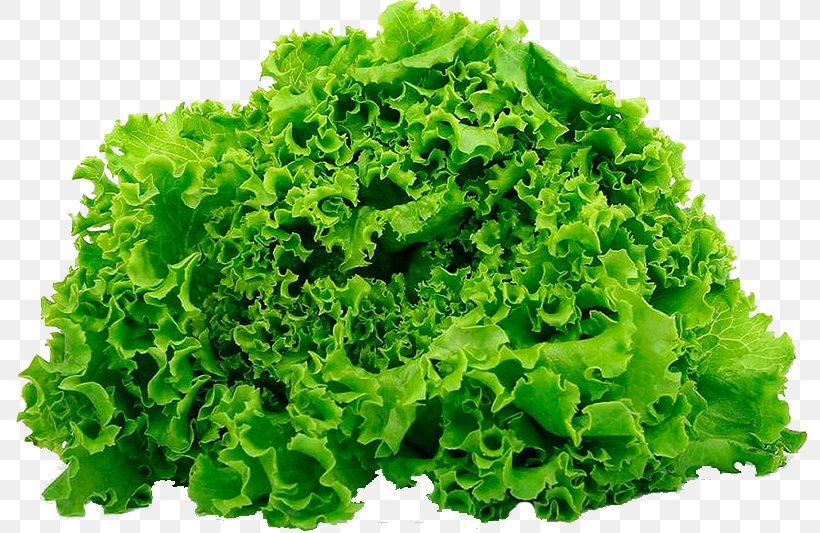 Leaf Vegetable Salad Butterhead Lettuce Iceberg Lettuce Romaine Lettuce, PNG, 800x533px, Leaf Vegetable, Butterhead Lettuce, Chili Pepper, Eating, Endive Download Free