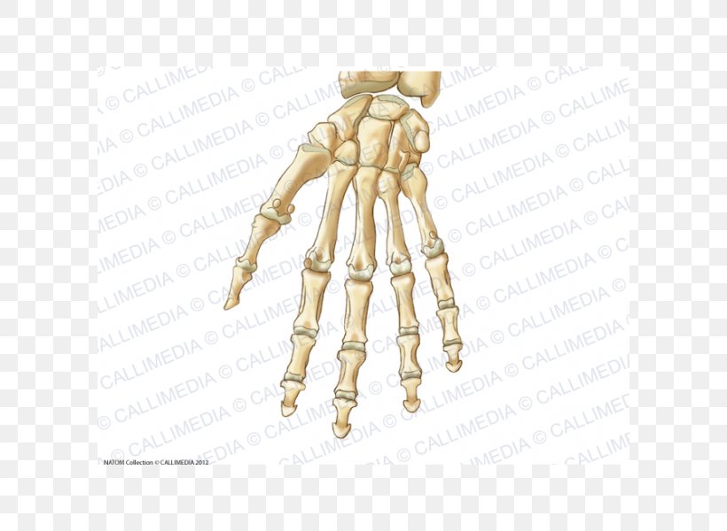 Thumb Carpal Bones Hand Anatomy Ligament, PNG, 600x600px, Watercolor, Cartoon, Flower, Frame, Heart Download Free