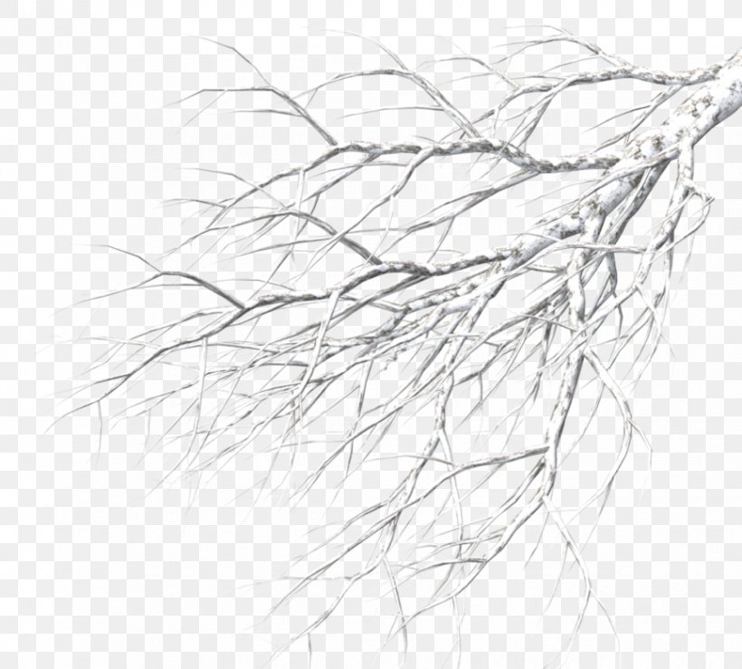 Hand drawing graphic sketch of apple tree branch  Stock Illustration  70440720  PIXTA