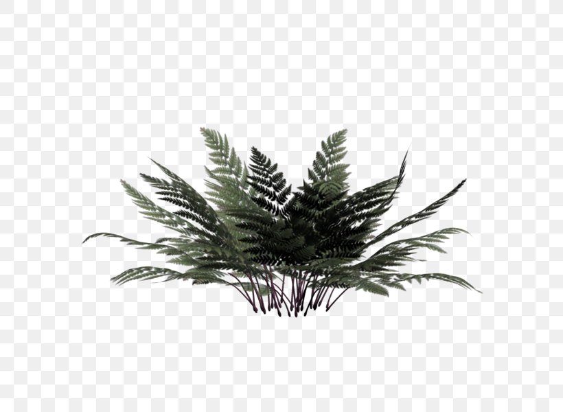 Vascular Plant Burknar Rendering, PNG, 600x600px, 3d Computer Graphics, Vascular Plant, Arecaceae, Arecales, Bryophyllum Daigremontianum Download Free