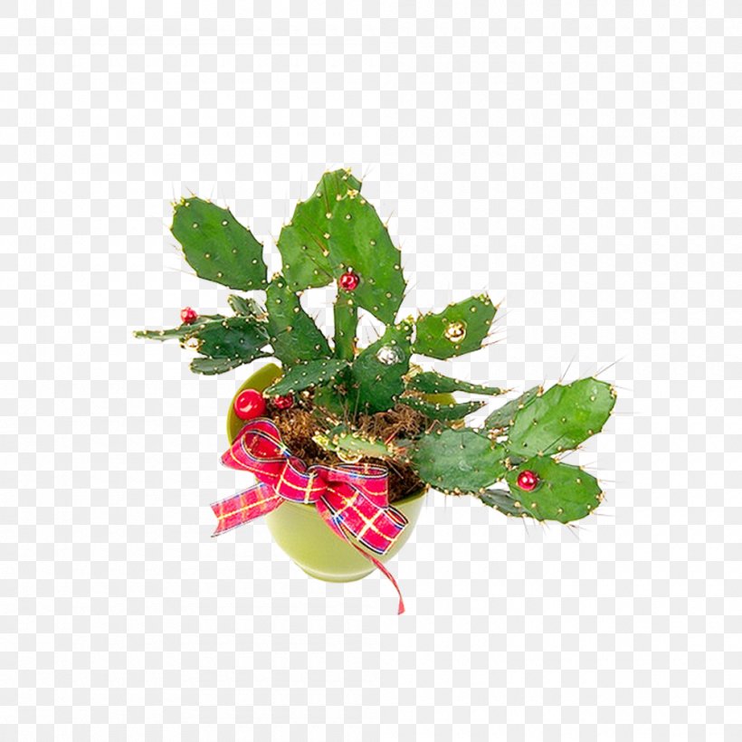 Cactaceae Plant Flowerpot, PNG, 1000x1000px, Cactaceae, Flower, Flowerpot, Houseplant, Leaf Download Free