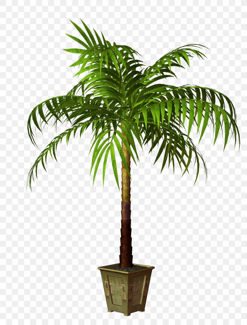 Coconut Houseplant Flowerpot Tree, PNG, 1020x1344px, Coconut, Arecales, Bonsai, Brown Tan, Date Palm Download Free