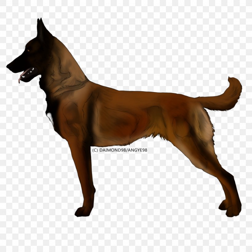 Dog Breed German Shepherd Belgian Shepherd Malinois Dog Tervuren, PNG, 894x894px, Dog Breed, Australian Shepherd, Belgian Shepherd, Breed, Carnivoran Download Free