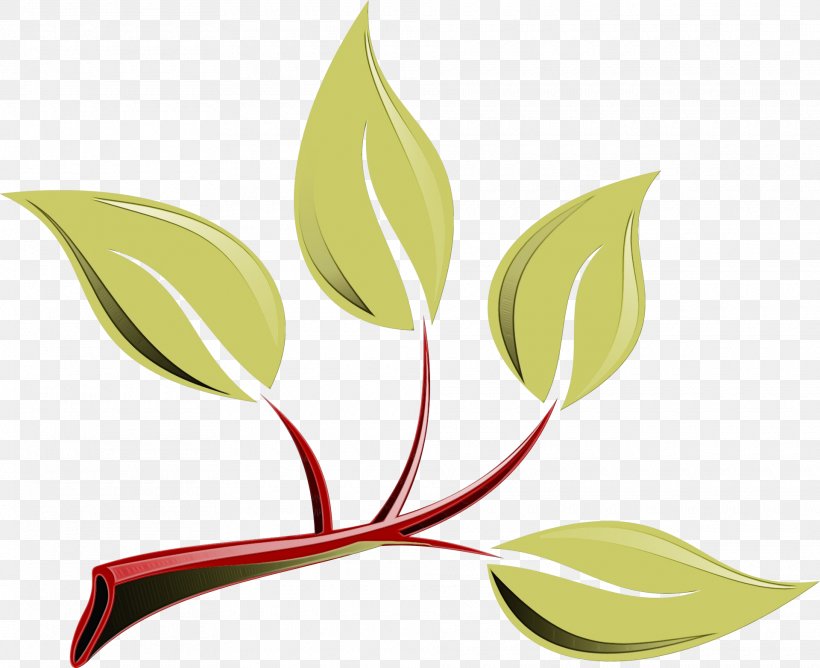 Leaf Branch, PNG, 1920x1565px, Leaf, Anthurium, Branch, Eucalyptus, Flower Download Free