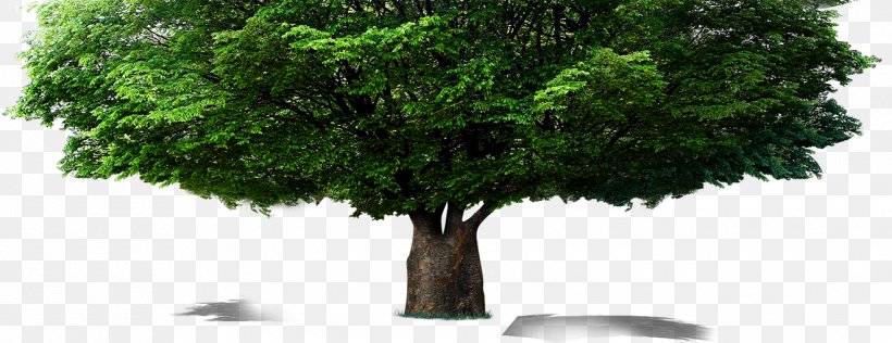 Tree Computer File, PNG, 1320x509px, Tree, Branch, Computer Graphics, Crown, Evergreen Download Free