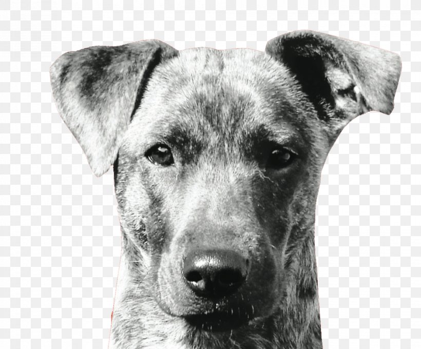 Mountain Cur Dog Breed Snout Whiskers Png 942x782px Mountain