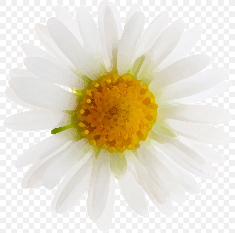Yellow Flower Petal White, PNG, 808x814px, Yellow, Annual Plant, Aster, Black And White, Chamaemelum Nobile Download Free