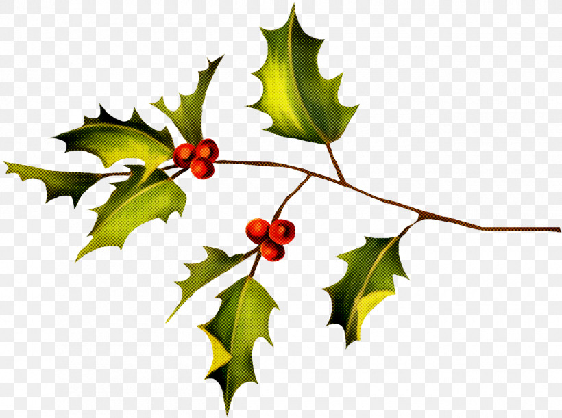 Christmas Holly Ilex Holly, PNG, 1300x970px, Christmas Holly, American Holly, Black Maple, Branch, Chinese Hawthorn Download Free