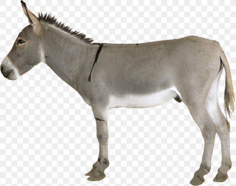 Donkey Mule Horse Mare, PNG, 1216x962px, Donkey, Animal Figure, Donkey Sanctuary, Fauna, Hinny Download Free