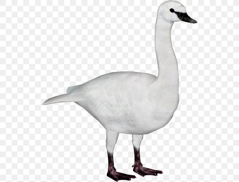 Duck Goose Trumpeter Swan Bird Whooper Swan, PNG, 625x625px, Duck, Anatidae, Animal, Anseriformes, Beak Download Free