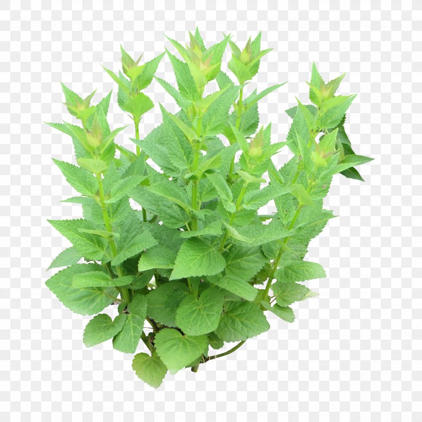 Herb Peppermint Photography Mentha Spicata Parsley, PNG, 2561x2561px, Herb, Basil, Fines Herbes, Flavor, Flowerpot Download Free