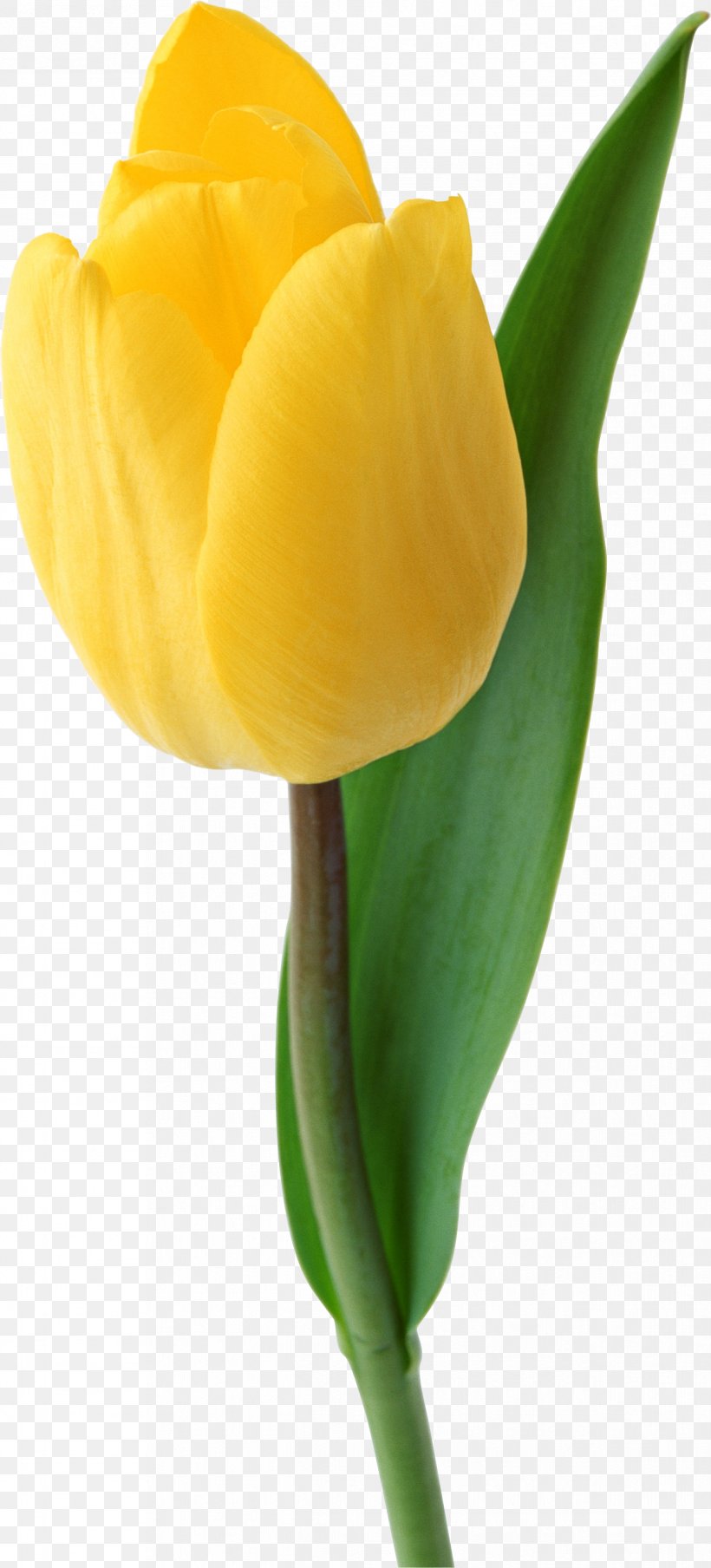 Liriodendron Tulipifera Yellow Flower, PNG, 1243x2742px, Tulip, Bud, Bulb, Calas, Cut Flowers Download Free