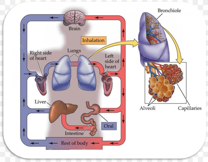 Route Of Administration Pharmaceutical Drug Medicine Injection, PNG, 1169x913px, Watercolor, Cartoon, Flower, Frame, Heart Download Free