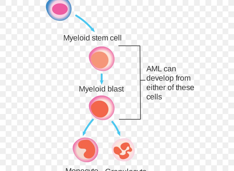 White Blood Cell Acute Myeloid Leukemia, PNG, 600x600px, Blood Cell, Acute Myeloid Leukemia, Area, Blood, Brand Download Free