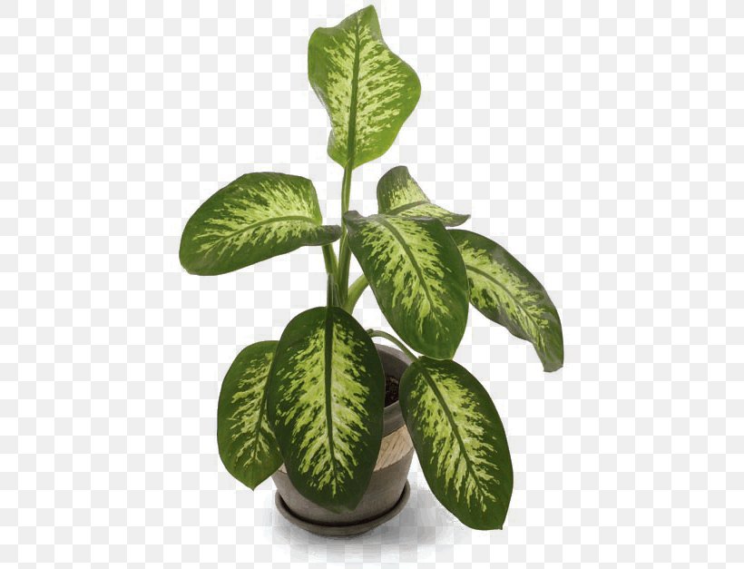 Dieffenbachia Seguine Plants Indoors Houseplant Dieffenbachia Amoena, PNG, 443x627px, Dieffenbachia Seguine, Alocasia, Arums, Dieffenbachia Amoena, Dumb Canes Download Free