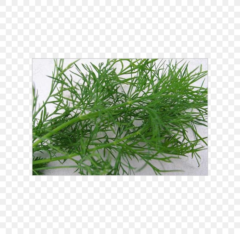 Dill Pickled Cucumber Herb Meaning Soybean, PNG, 800x800px, Dill, Annual Plant, Chives, Grass, Grass Family Download Free