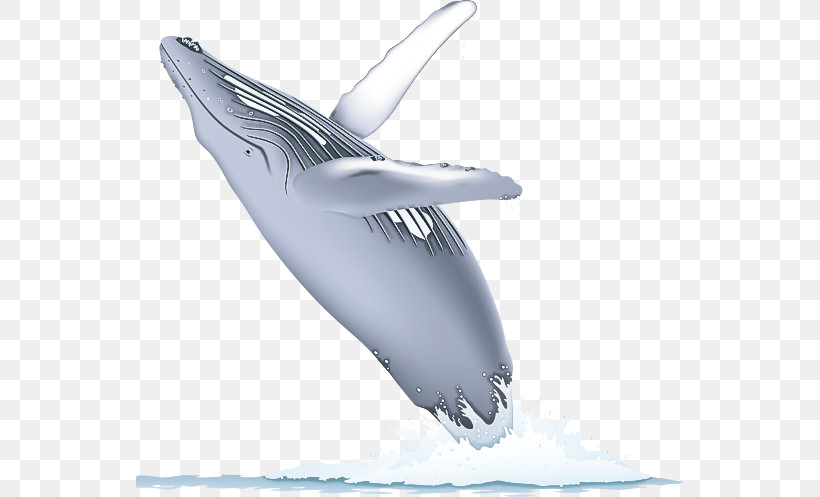 Dolphin Cetaceans Whales Porpoises Fish, PNG, 547x497px, Dolphin, Biology, Cetaceans, Fish, Porpoises Download Free