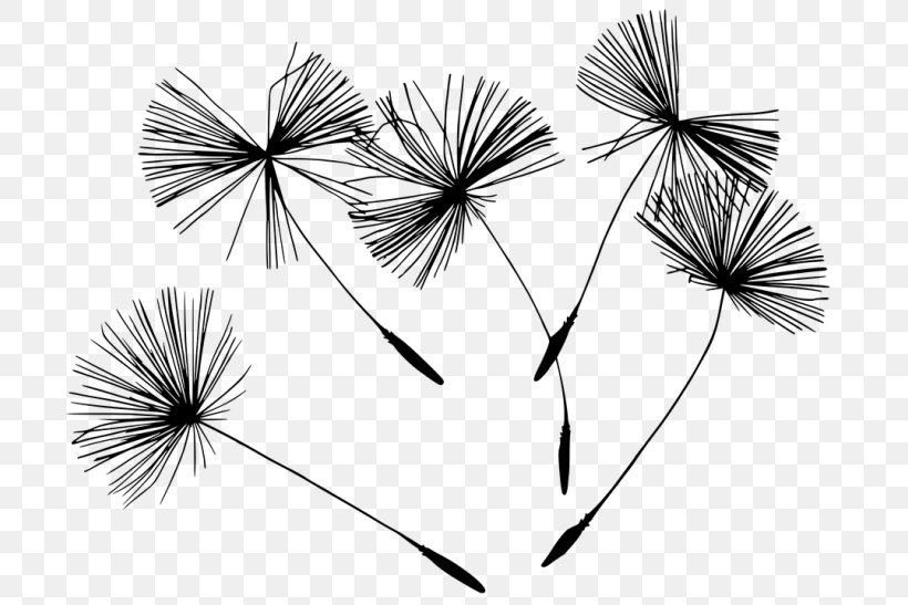 Horizons Holistic Health Clinic Photography Black And White Dandelion, PNG, 700x547px, Horizons Holistic Health Clinic, Art, Black, Black And White, Branch Download Free