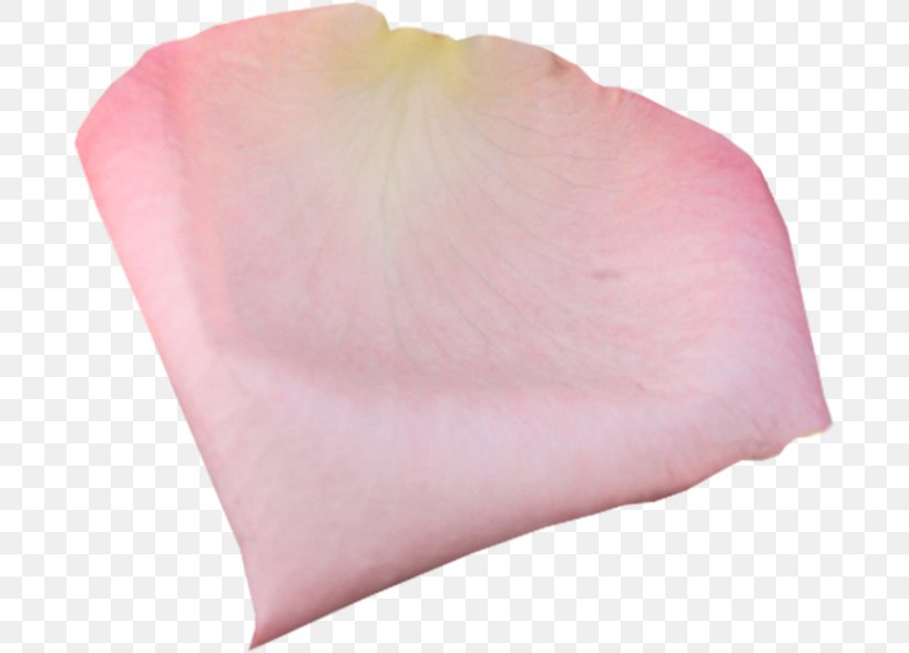 Petal Pink Garden Roses Clip Art, PNG, 689x589px, Petal, Flower, Flower Bouquet, Garden Roses, Peach Download Free