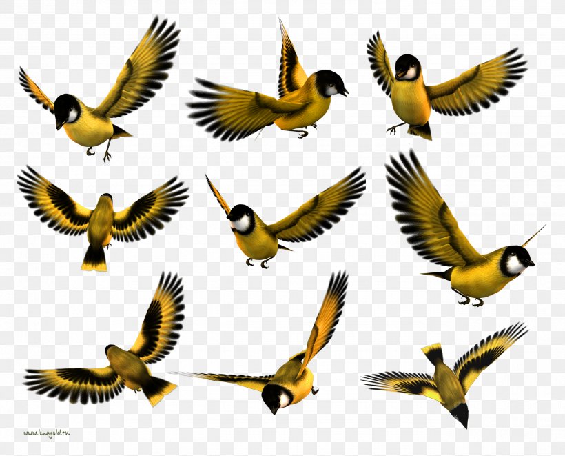 Bird Beak Finches Wing, PNG, 2579x2079px, Bird, Beak, Fauna, Feather, Finch Download Free