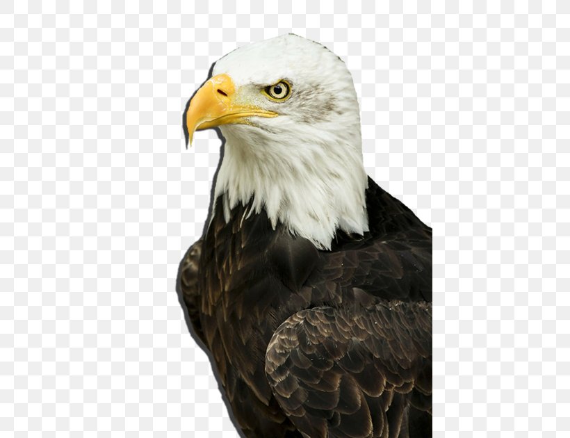 Bird Of Prey Bald Eagle Goose Duck, PNG, 425x630px, Bird, Accipitriformes, Animal, Bald Eagle, Beak Download Free