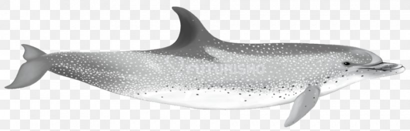 Common Bottlenose Dolphin Short-beaked Common Dolphin Tucuxi Rough-toothed Dolphin White-beaked Dolphin, PNG, 940x302px, Common Bottlenose Dolphin, Animal, Animal Figure, Black And White, Bottlenose Dolphin Download Free