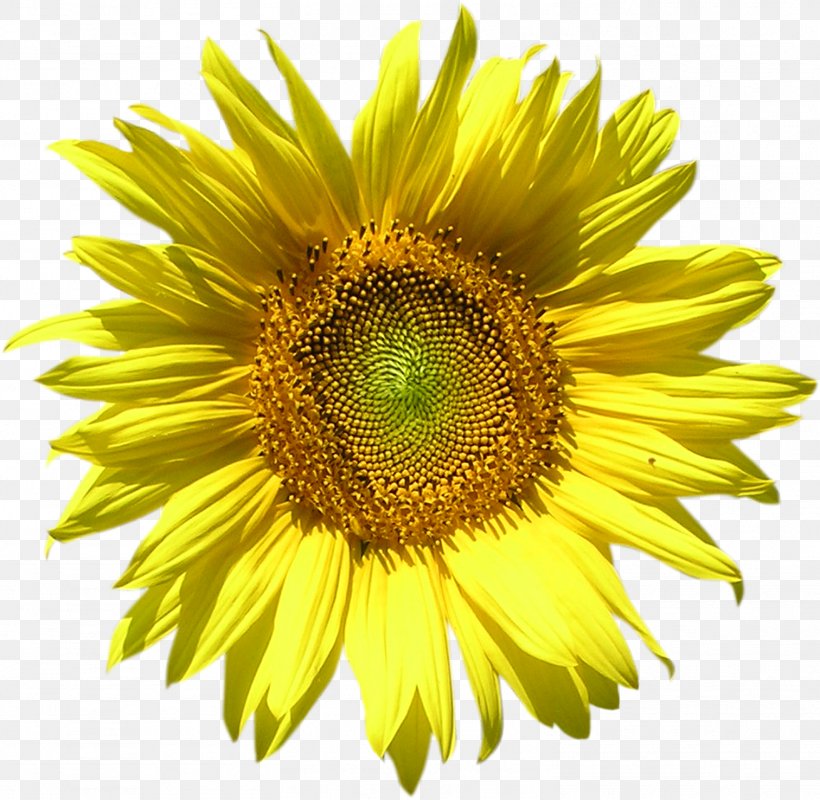Common Sunflower Sunflower Seed Desktop Wallpaper Clip Art, PNG, 1512x1476px, Common Sunflower, Annual Plant, Daisy Family, Digital Image, Drawing Download Free