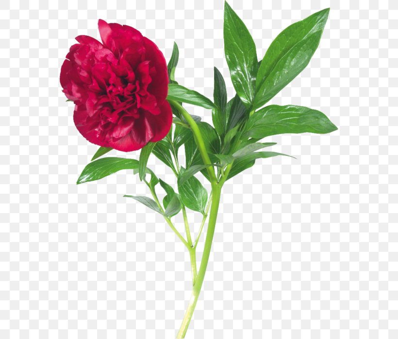 Flower Peony Clip Art, PNG, 574x700px, Flower, Annual Plant, Blog, Carnation, Cut Flowers Download Free