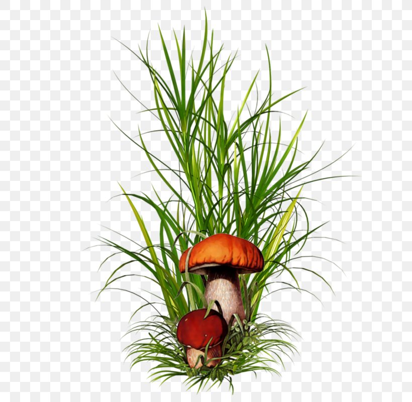 Grasses Born From Weeds & Rats Plant, PNG, 684x800px, Grasses, Born From Weeds Rats, Common Couch, Flower, Flowerpot Download Free