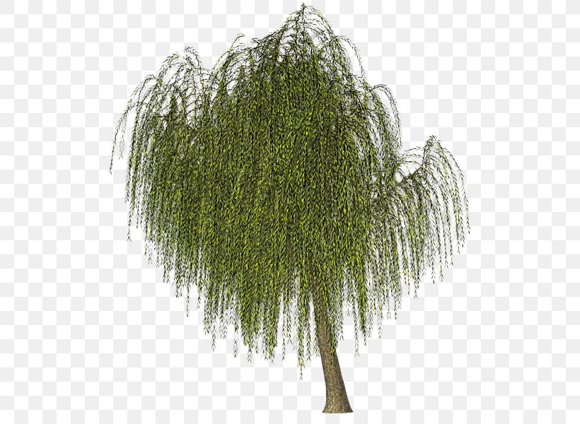 Image Green Weeping Willow Tree, PNG, 536x600px, Green, Birch, Branch, Color, Drawing Download Free