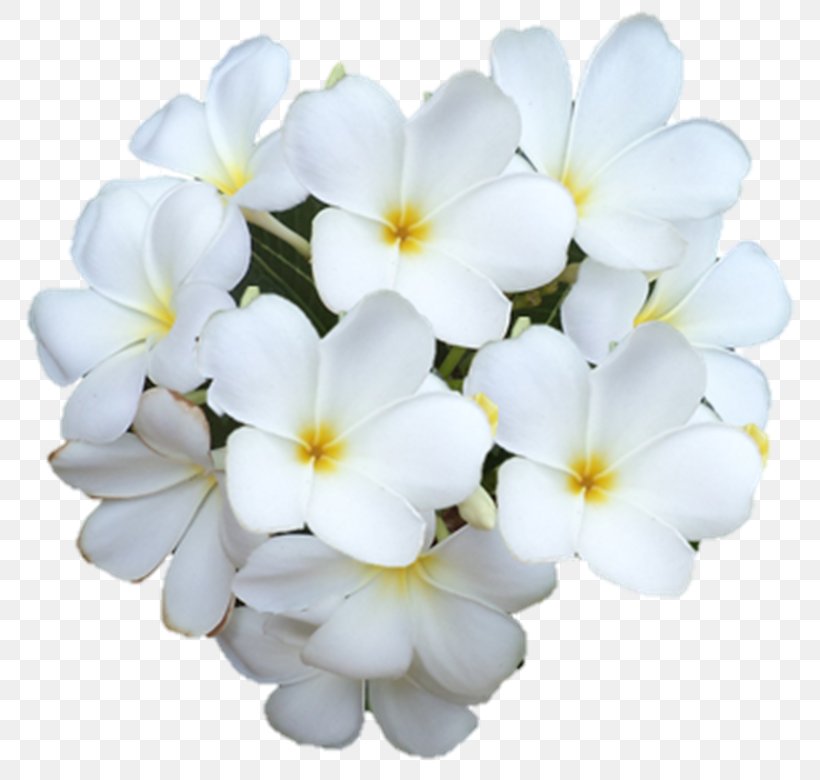 Primrose, PNG, 793x780px, Primrose, Flower, Flowering Plant, Petal, Plant Download Free