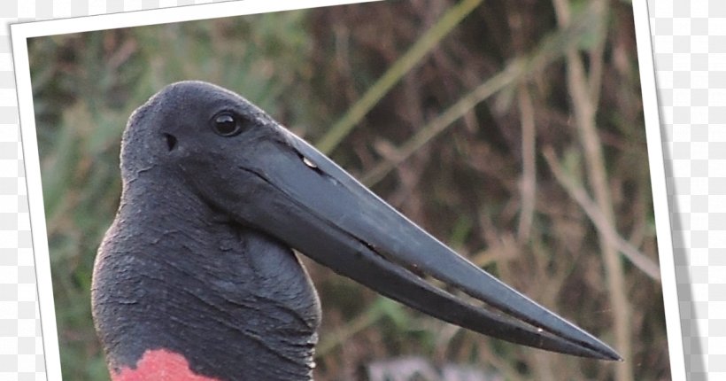 Stork Fauna Beak, PNG, 1200x630px, Stork, Beak, Bird, Ciconiiformes, Fauna Download Free