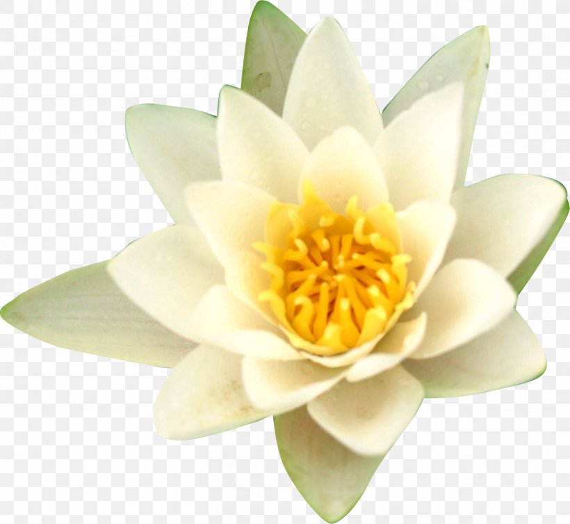 Water Lilies Nelumbo Nucifera Flower, PNG, 1408x1294px, Water Lilies, Flower, Flowering Plant, Nelumbo Nucifera, Nymphaea Alba Download Free