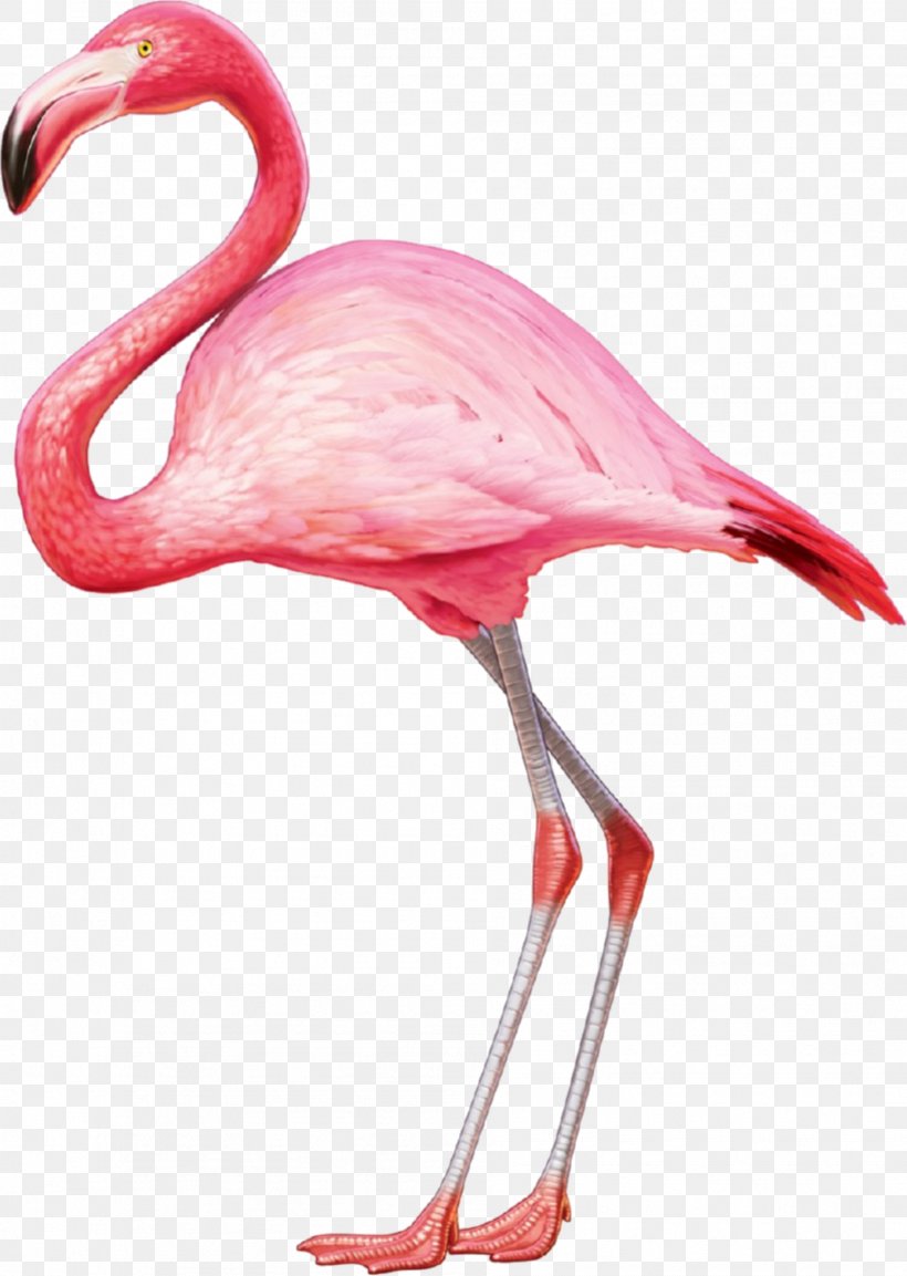 American Flamingo Greater Flamingo T-shirt Bird, PNG, 1889x2658px, Flamingo, Beak, Bird, Flamingos, Neck Download Free