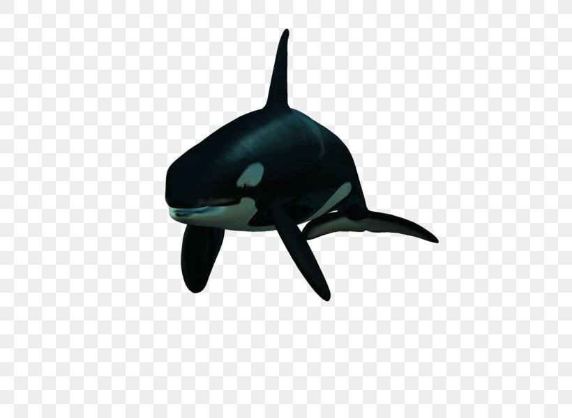 Dolphin Killer Whale PhotoScape, PNG, 800x600px, Dolphin, Animaatio, Animal, Black, Blog Download Free