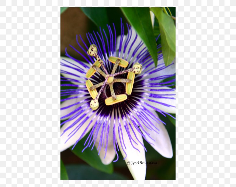 Purple Passionflower Giant Granadilla Petal, PNG, 650x650px, Purple Passionflower, Christian Cross, Euphorbia Milii, Flora, Flower Download Free