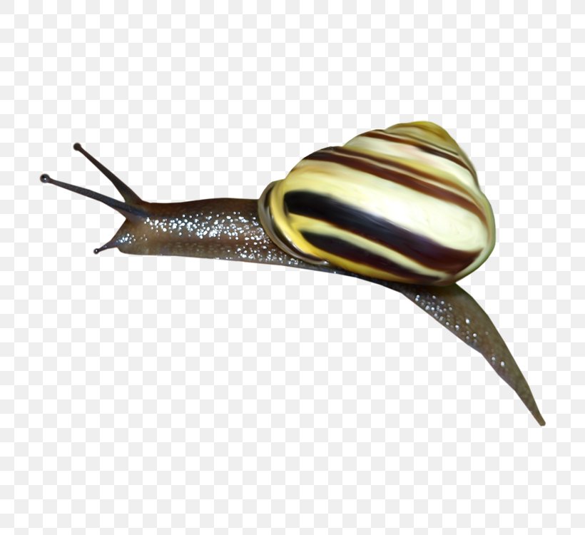 Snail Orthogastropoda Slug, PNG, 750x750px, Snail, Albom, Invertebrate, Mollusc Shell, Molluscs Download Free