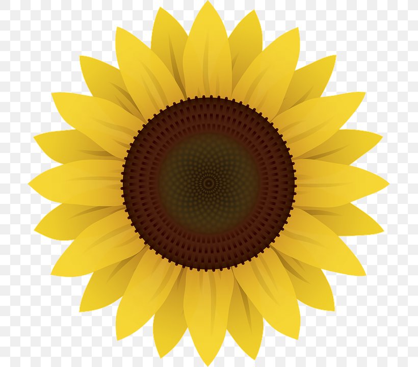 Common Sunflower Clip Art, PNG, 711x720px, Common Sunflower, Close Up, Daisy Family, Drawing, Flower Download Free