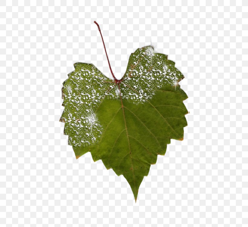 Grapevines Grape Leaves Plant Pathology Leaf, PNG, 600x750px, Grapevines, Grape Leaves, Grapevine Family, Ivy, Leaf Download Free