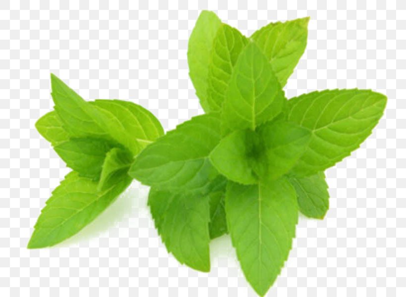 Lemon Leaf, PNG, 800x600px, Peppermint, Basil, Essential Oil, Extract, Flower Download Free