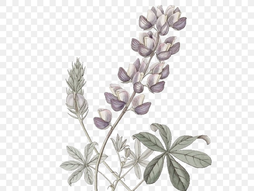 Bluebonnet Stock Photography Illustration Drawing Watercolor Painting, PNG, 562x616px, Bluebonnet, Botany, Depositphotos, Drawing, Flower Download Free